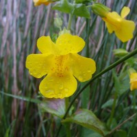 Monkey Flower